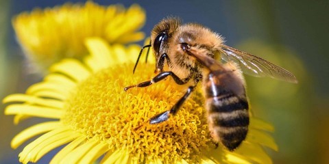 abeille animal totem abeille animal totem