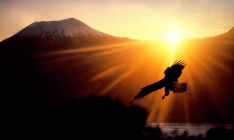 aigle animal totem