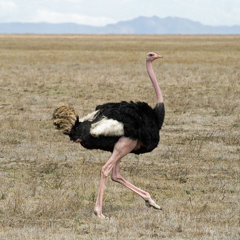 autruche animal totem