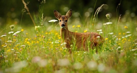 biche animal totem