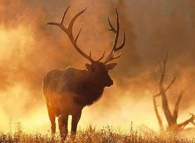 cerf animal totem