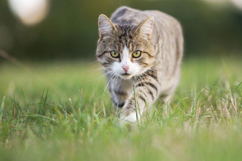 chat animal totem chat animal totem