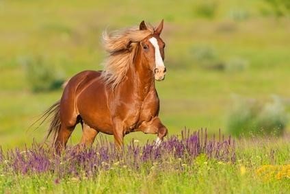 cheval animal totem