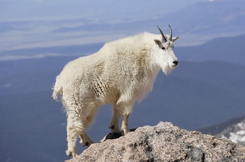 chèvre des montagnes animal totem