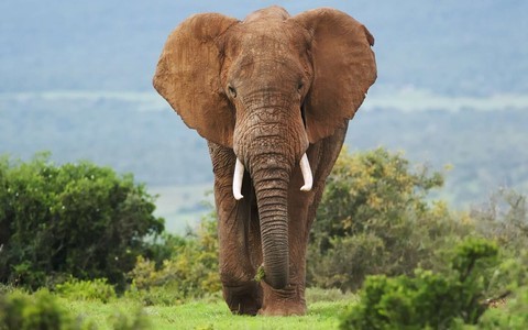 éléphant animal totem