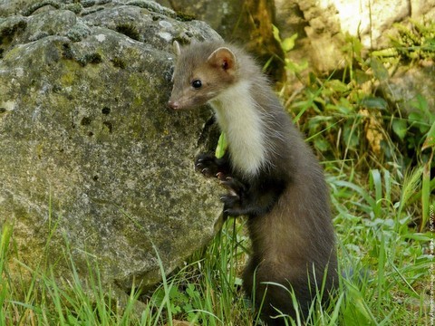 fouine animal totem