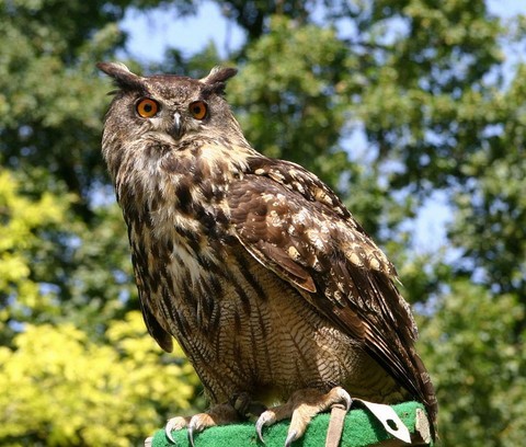 grand duc animal totem