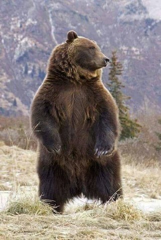 grand ours chaman chaman grand ours