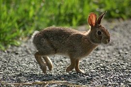 lapin animal totem