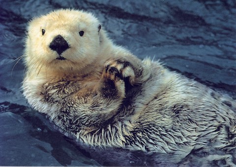 loutre animal totem