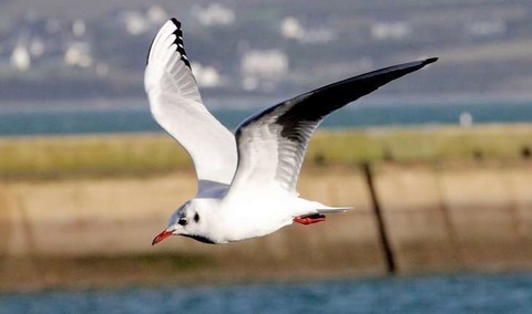 mouette animal totem