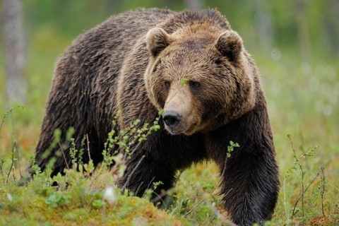 ours animal totem