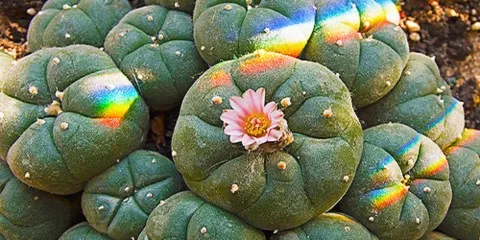Peyote