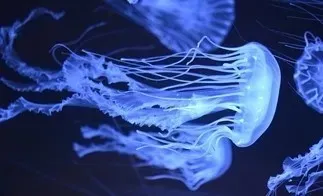 méduse animal totem