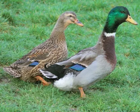 canard animal totem