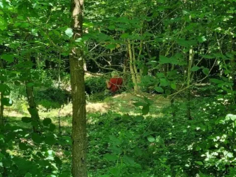 activité chamanique avec grand ours chaman