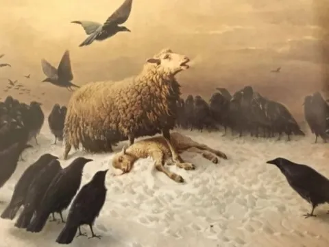 corbeau animal totem