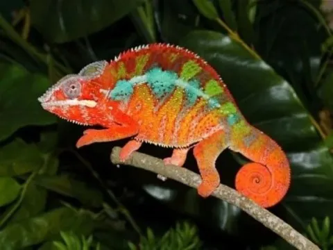 caméléon animal totem
