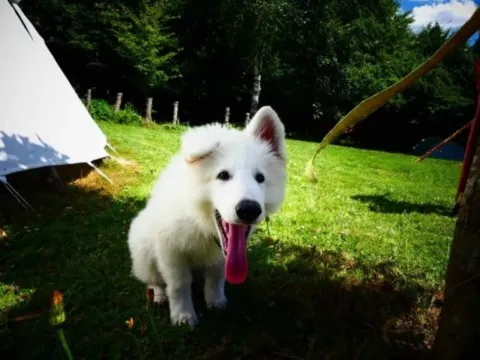 Activités chez Grand Ours Chaman