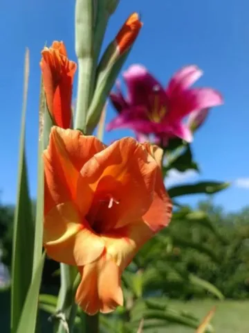 Activités chez Grand Ours Chaman