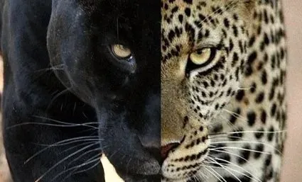 léopard et panthère noire animal totem