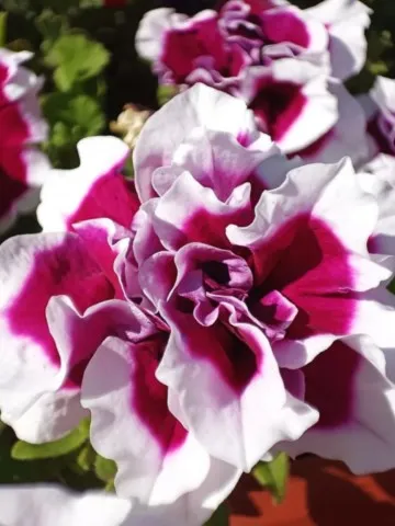 Activités chez Grand Ours Chaman