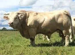 taureaus animal totem