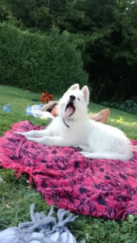 Activités chez Grand Ours Chaman