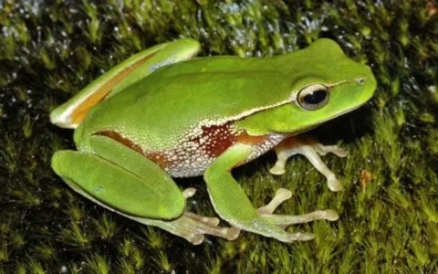 grenouille animal totem