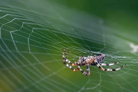Araignée animal totem