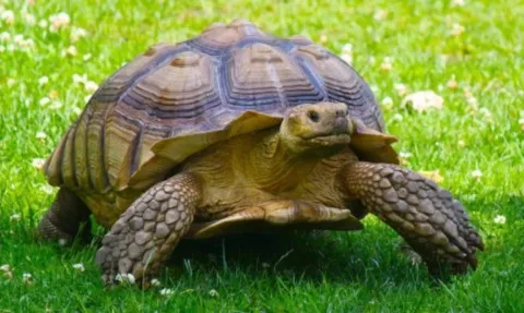 tortue animal totem