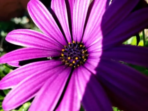 activité chamanique avec grand ours chaman