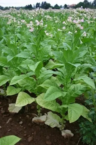 tabac plante maîtresse