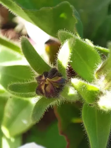 Activités chez Grand Ours Chaman