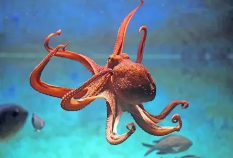 pieuvre animal totem