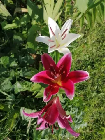 Chez grand ours chaman cluny