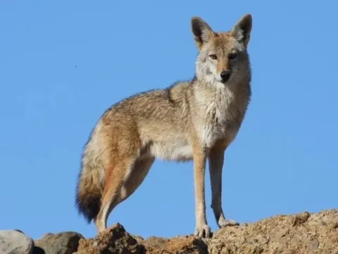 coyote animal totem