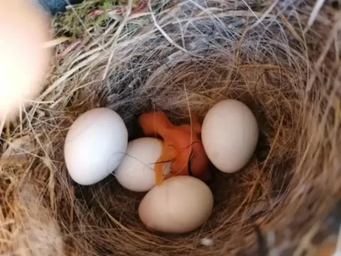 activité chamanique avec grand ours chaman