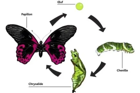 papillon animal totem
