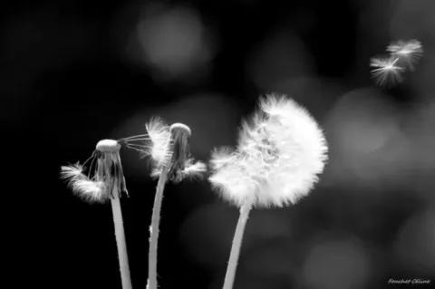 semer des graines de chaman