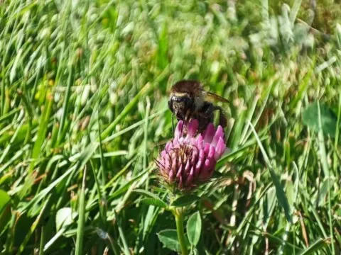 Activités chez Grand Ours Chaman