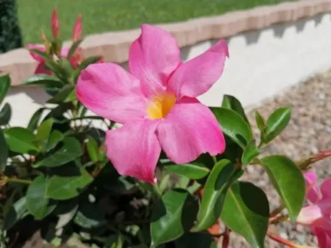  grand ours chaman Cluny