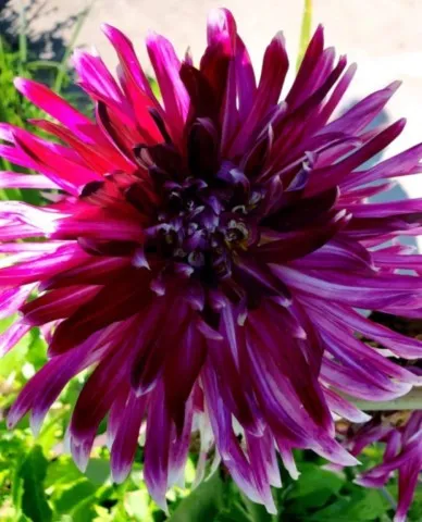 activité chamanique avec grand ours chaman