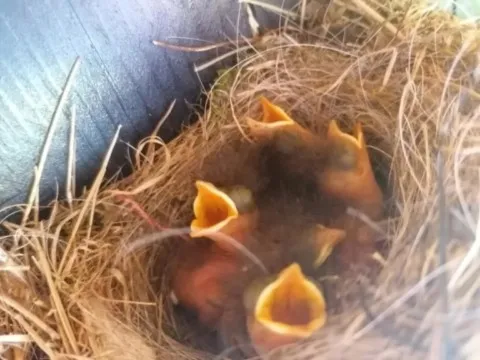 activité chamanique avec grand ours chaman