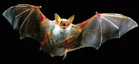 chauve-souris animal totem