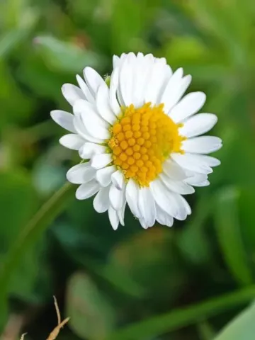 Activités chez Grand Ours Chaman