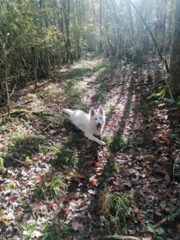 Activités chez Grand Ours Chaman