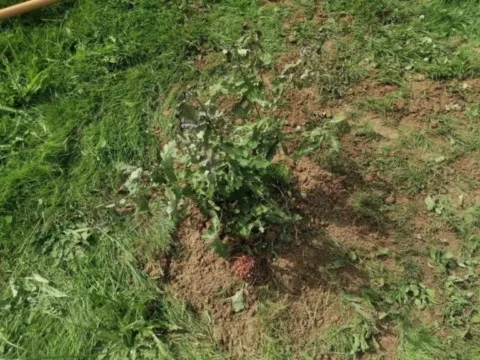 Activités chez Grand Ours Chaman