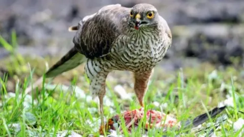 éperver, faucon, animal totem