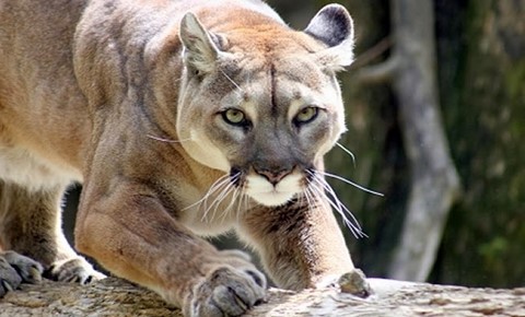 puma animal totem